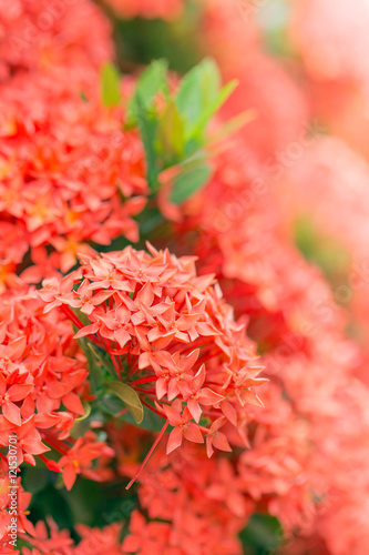 Ixora flower