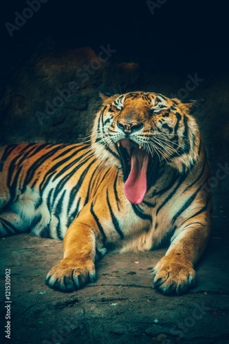 tiger yawn with stone mountain background in dark grim majestic dangerous, frightening feeling color effect.