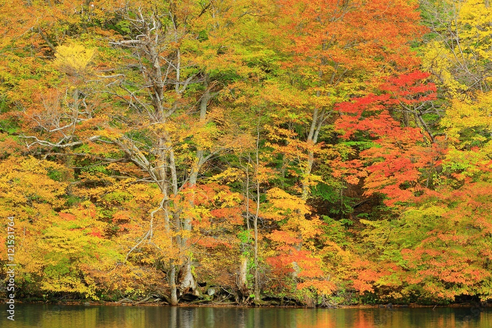 Obraz premium 十和田湖の紅葉 
