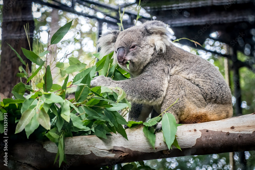 Obraz premium Koala on branch