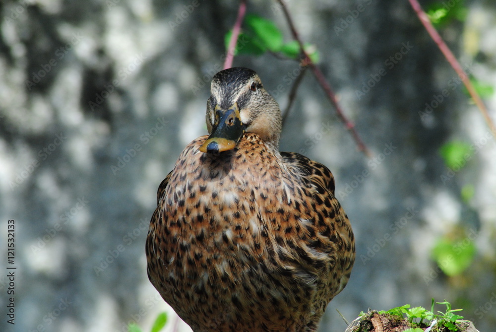 Fototapeta premium Ente
