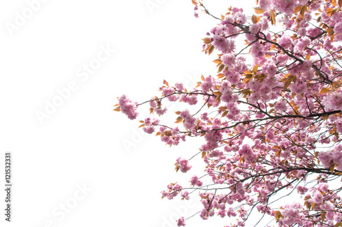 beautiful of spring Cherry blossom or Kikuzakura in Japan