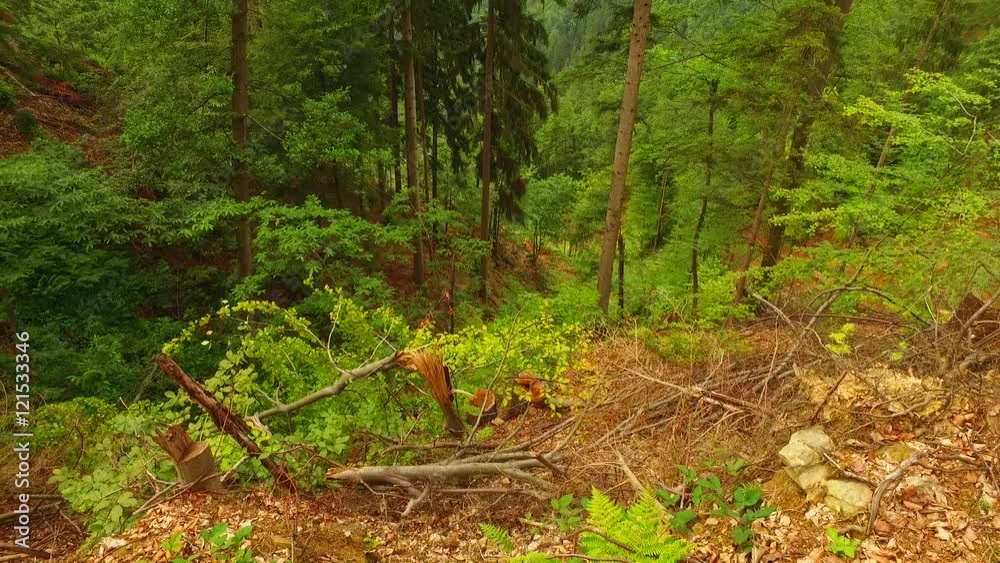 Fallen young and small timber and branches in the summer green forest. Like a disaster.