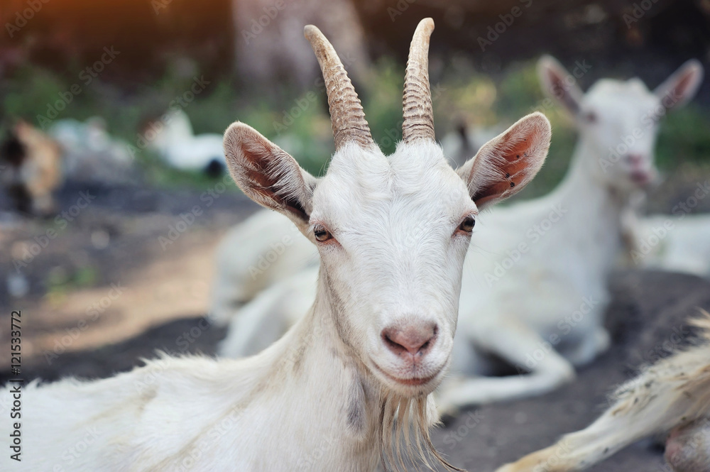 Obraz premium Close up portrait of a goat, outside in a courtyard of the farm