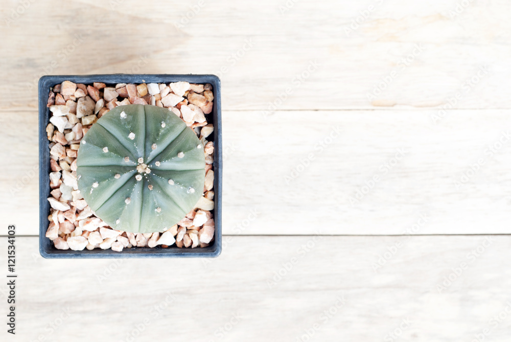 cactus succulent plants in pot cactus succulent plants in pot