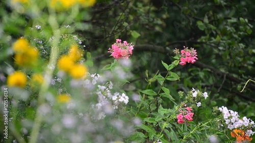 Flowers in garden during the rain