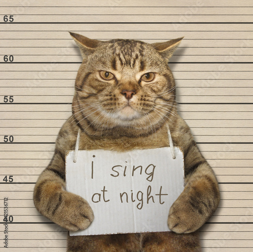 Valokuvatapetti A cat often sings at night