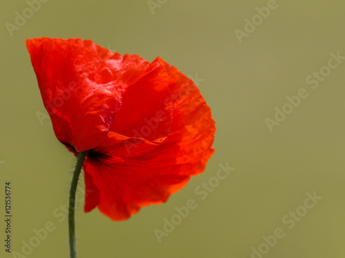 Poppy