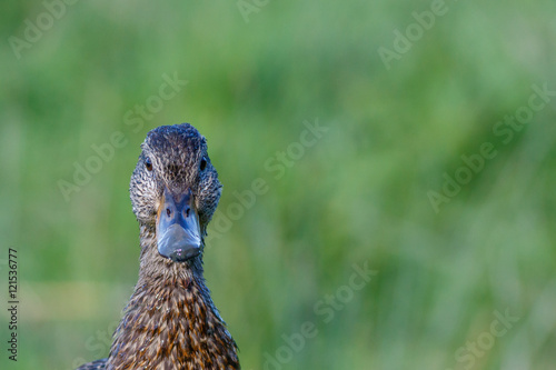Mallard close up headshot