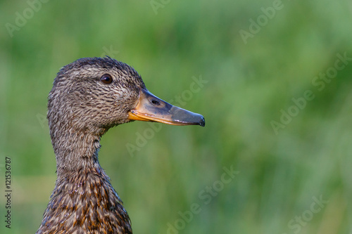 Mallard close up headshot