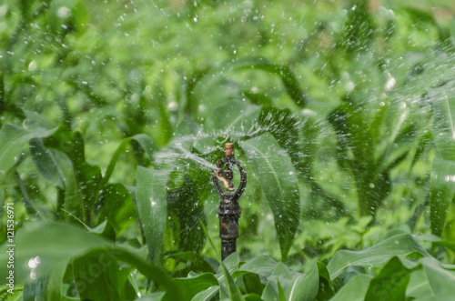 sprinkler old dilapidated in farm Sugarcane Daytime .
