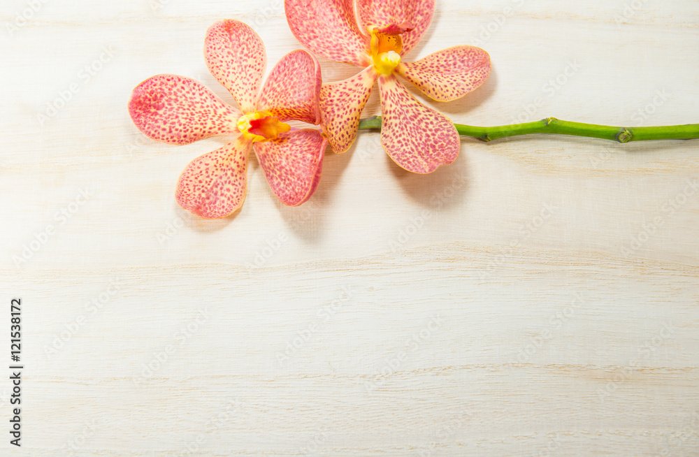 rose pink orchid with wooden background