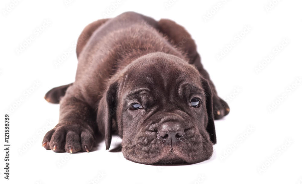 Sleeping young puppie italian mastiff cane corso (1 month) lying