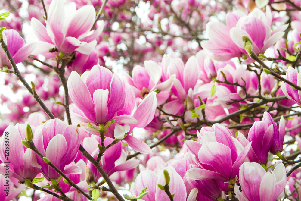 Magnolia tree with flowers