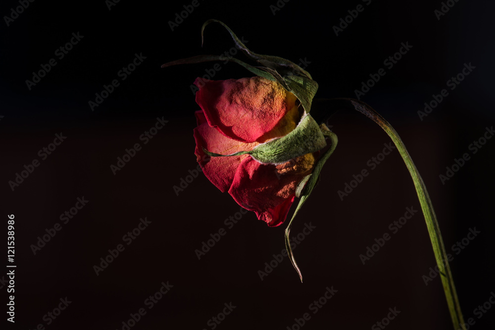Naklejka premium Wilted rose. faded flower on black background