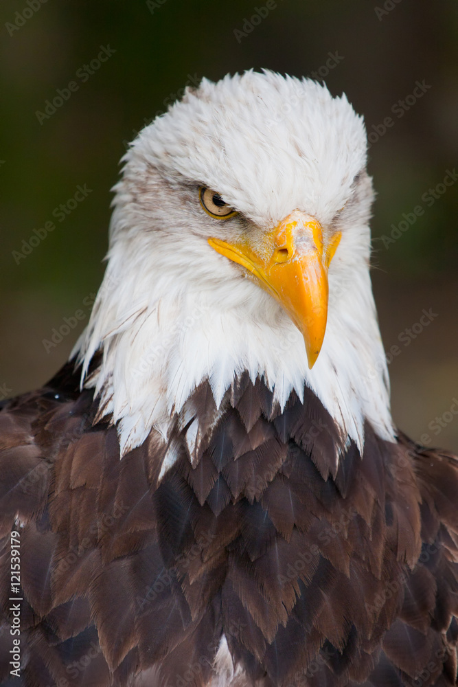 Haliaeetus leucocephalus - bald eagle head Haliaeetus leucocephalus - bald eagle head