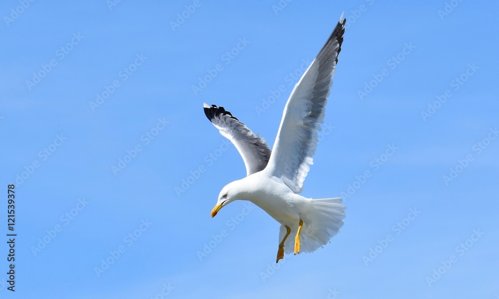WHITE SEAGULL FLYING IN BLUE SKY PREPARING TO DIVE ON TARGET WHITE SEAGULL FLYING IN BLUE SKY PREPARING TO DIVE ON TARGET