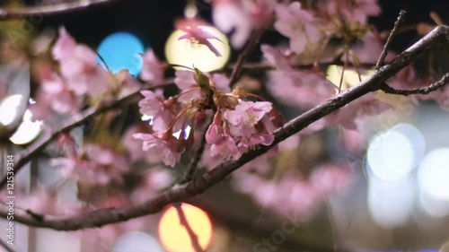 Wallpaper Mural Blooming pink cherry blossoms and city illumination. Defocused people in background. Torontodigital.ca