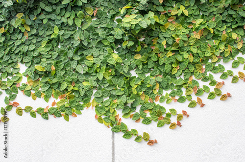 leaves and wall 