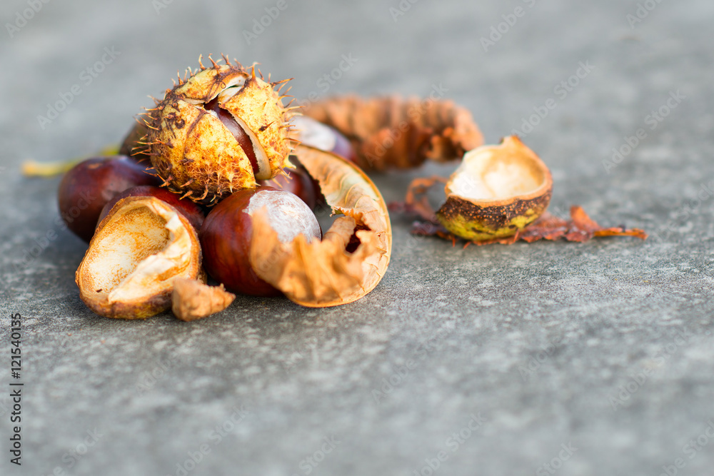 Obraz premium Horse Chestnut chestnuts and leaf curl