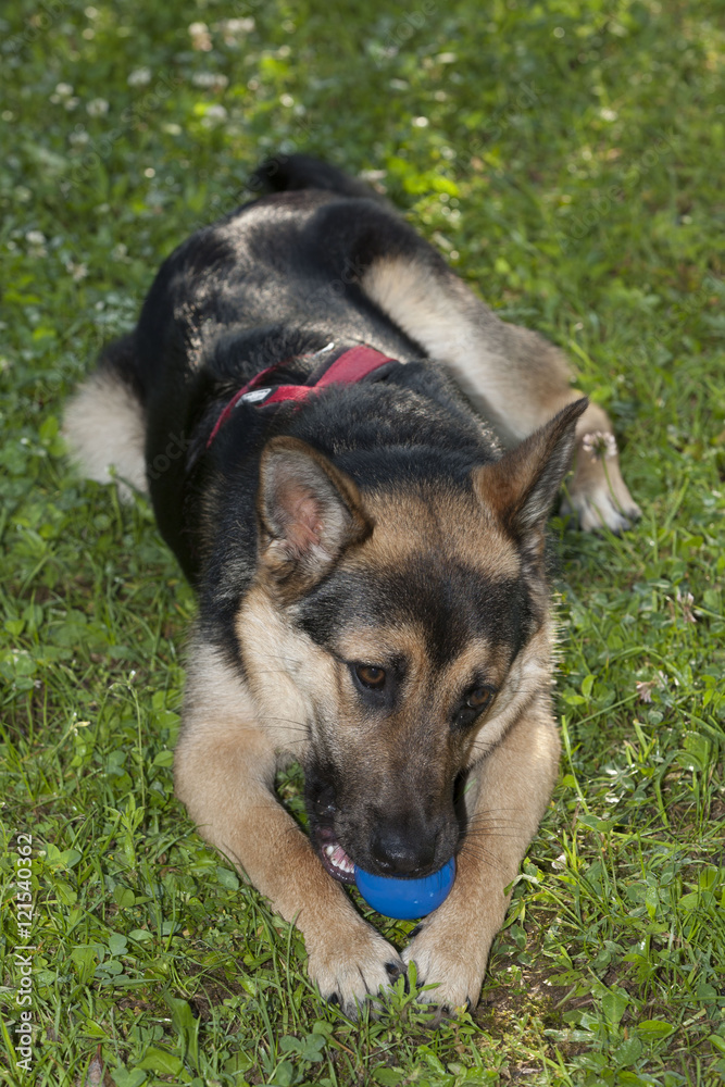 German Shepherd