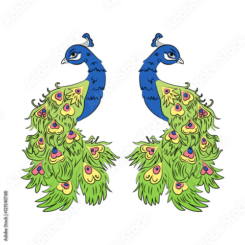 Vector colored peacock on a white background