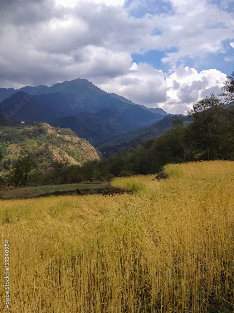 Rice field from Tatopani to Ghorepani, Poon hill and Annapurna trek