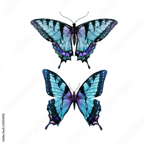 Watercolor hand drawn butterfly
