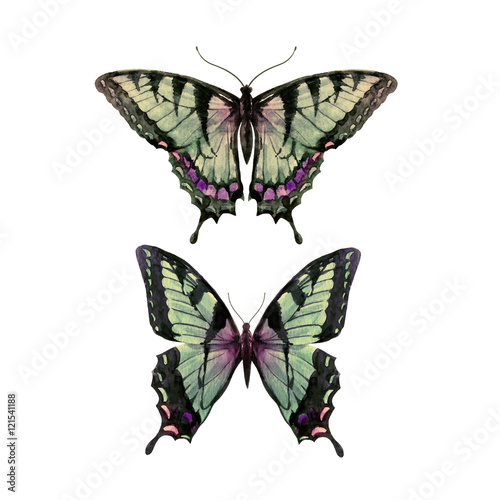 Photography Watercolor hand drawn butterfly