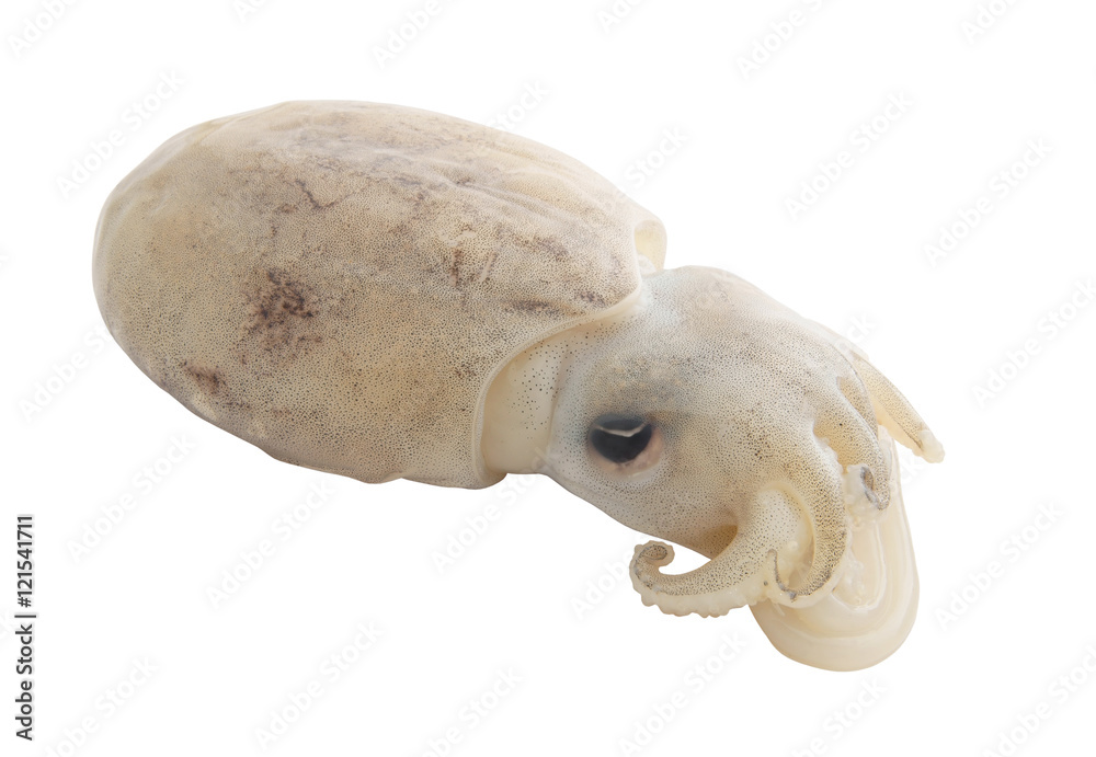 Fototapeta premium Raw squid isolated on white background