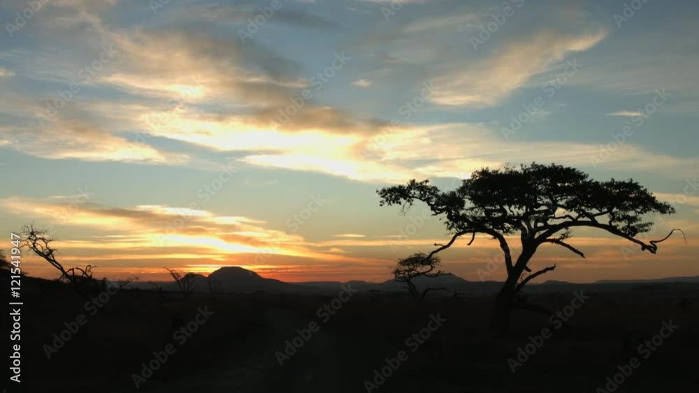 A thorn tree silhouetted against the far horizon of the veld at sunset in Africa. A thorn tree silhouetted against the far horizon of the veld at sunset in Africa.