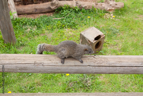 Squirrel in the park to eat photo