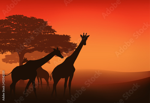 african giraffes at sunset savannah  - wild nature landscape