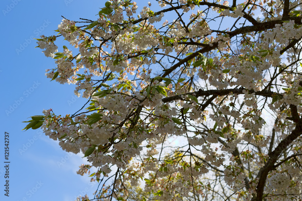 Fototapeta premium Cherry blossom against blue sky
