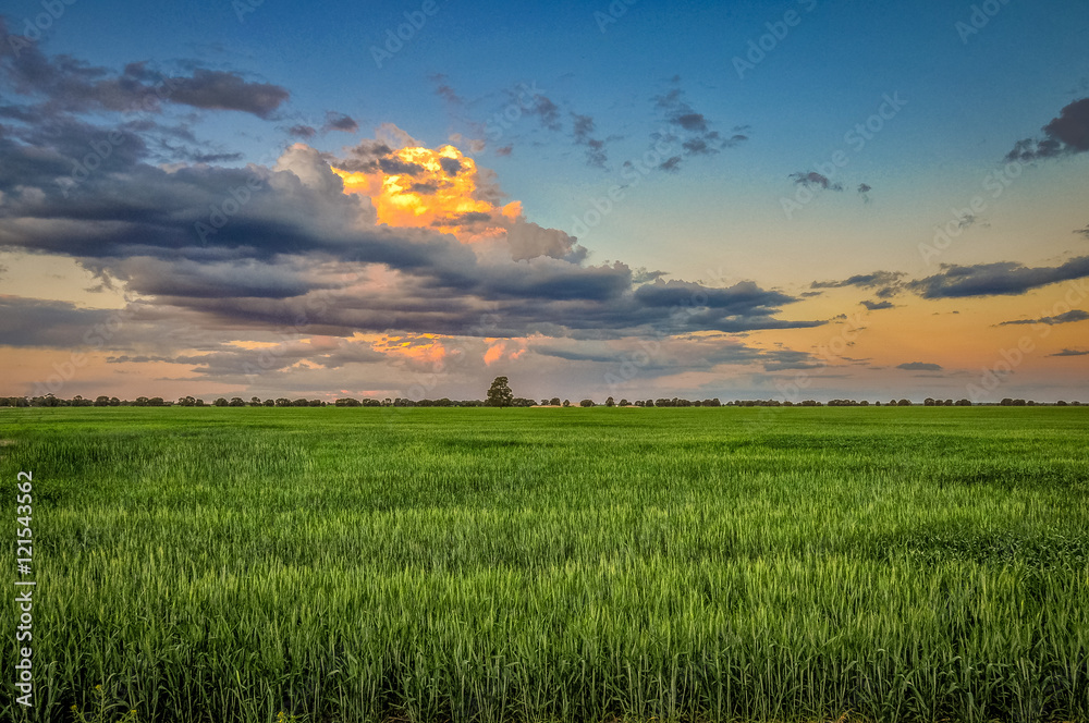 Wheat plantation at sunset Qld Australia Wheat plantation at sunset Qld Australia
