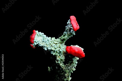 Lichen (Cladonia bellidiflora)  with red podetia on black background  photo