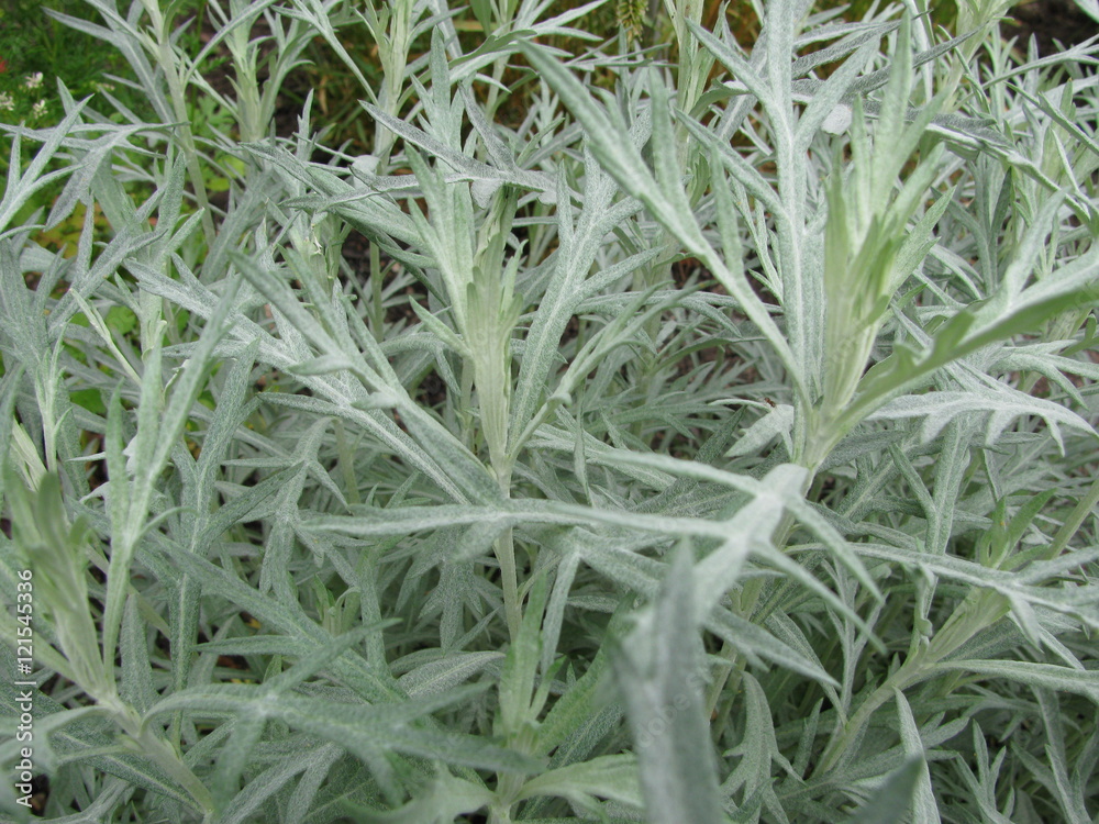 Weißer Beifuß Stock-Foto | Adobe Stock