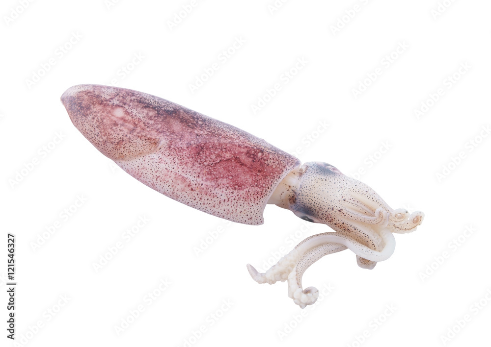 Obraz premium Fresh squid isolated on white background