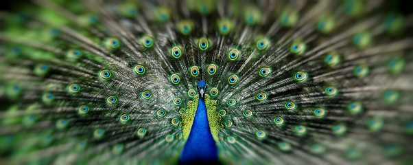 Fototapete Pfau Pfau mit prächtig entfaltetem Rad  © Baranov