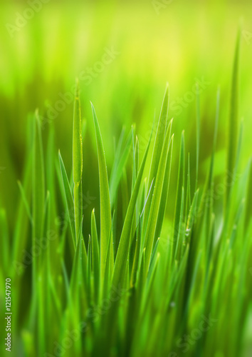 Green grass, spring, lawn