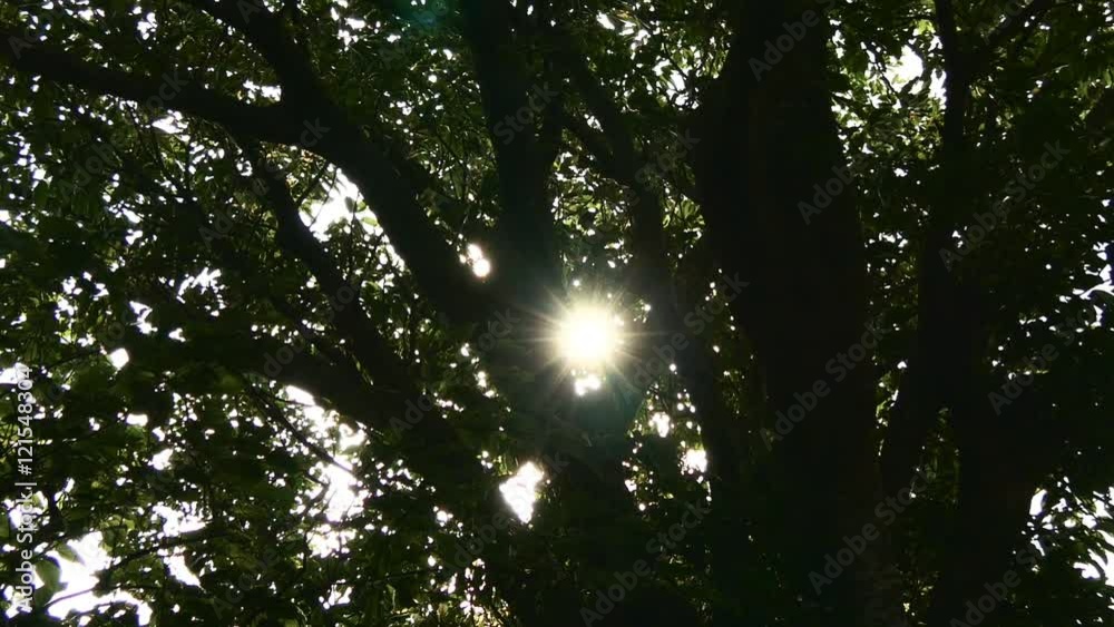 Sunshine rays through foliage in a dark deep forest.