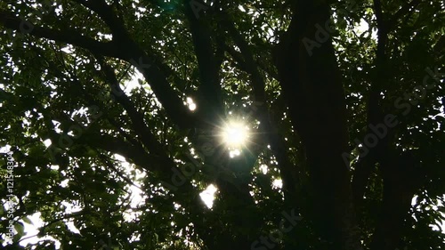 Wallpaper Mural Sunshine rays through foliage in a dark deep forest. Torontodigital.ca