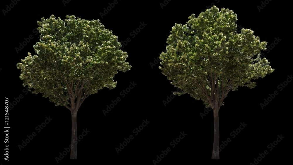 2 blowing on the wind beautiful green European decorative full size real trees isolated on alpha channel with black and white luminance matte, perfect for film, digital composition