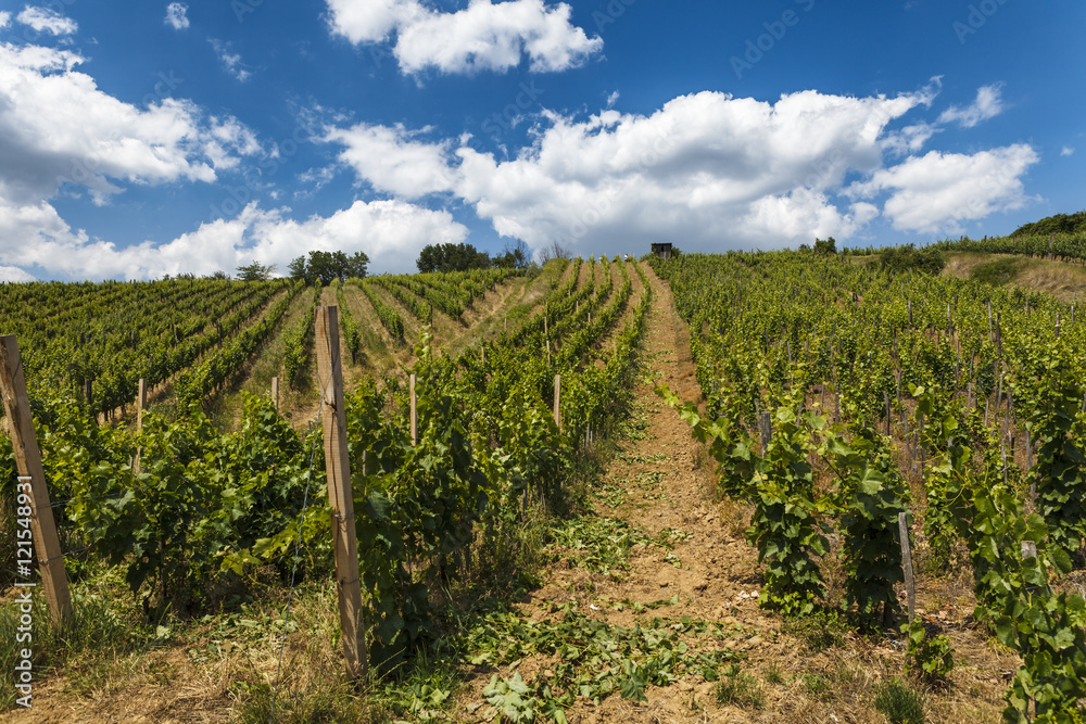 Vineyard - viticulture in Tokaj