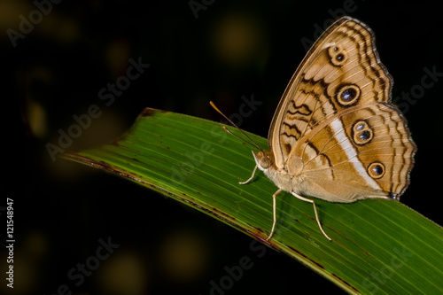 peacock Pansy Butterfly (Junonia almana) on a green leaf with nice smooth contrasting background photo