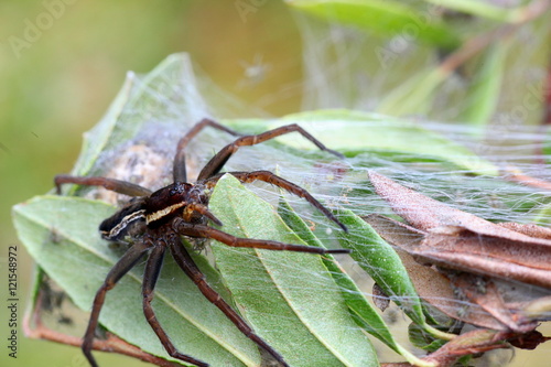 Raft spider, the largets and most poisonous of European spiders photo