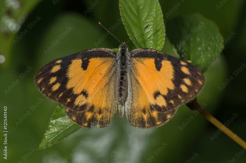 Naklejka premium Salmon Arab Butterfly (Colotis amata)