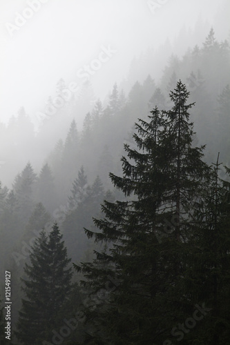 Fototapeta Naklejka Na Ścianę i Meble -  Mystery pine forest