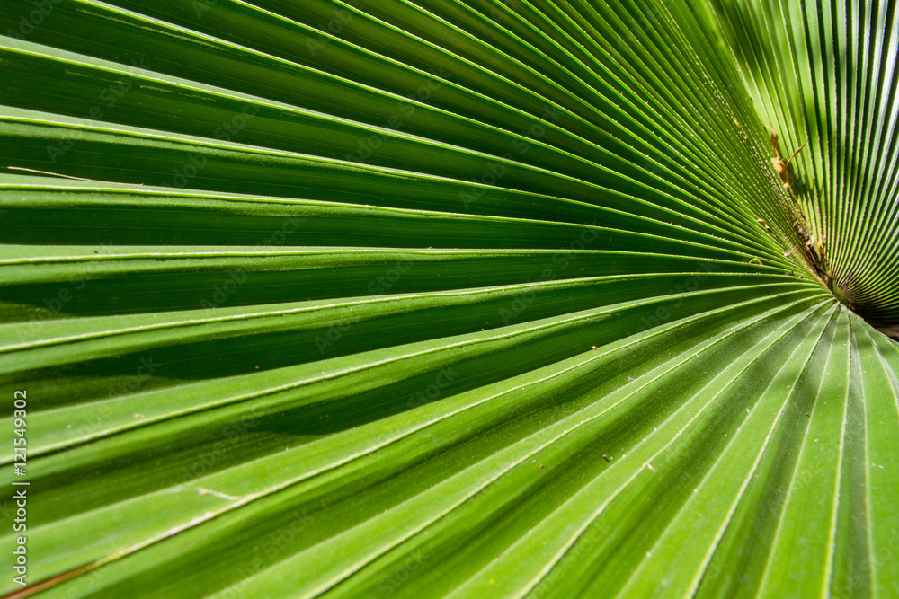 Closeup green leaf of green palm tree background Closeup green leaf of green palm tree background
