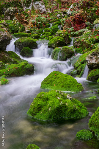 Mountain creek in the autumn forest in Triglav national park